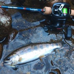 新緑の渓でアマゴと戯れる ～長良川水系～